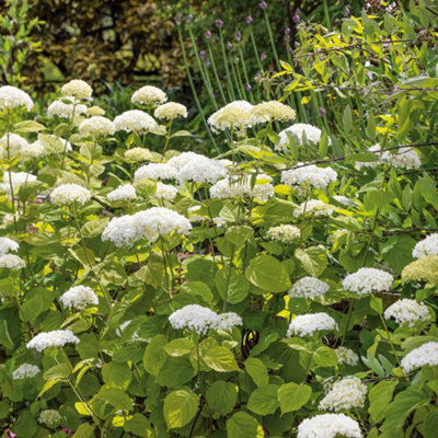 B&Q -  Hydrangea Arborescens 'strong Annabelle' 3 Litre