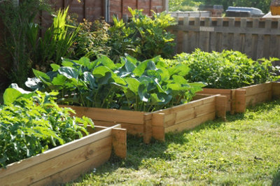 Primrose 270L Chamberlain Garden Wooden Raised Grow Bed 100Cm X 100Cm from B&Q