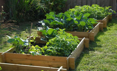 Primrose 350 Litres Chamberlain Garden Wooden Raised Grow Bed  100Cm X 100Cm from B&Q