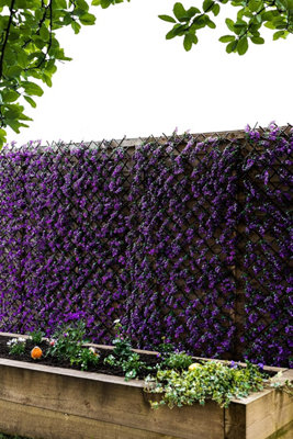 Marco Paul Vivid Violet Topiary Trellis 180 X 90Cm from B&Q