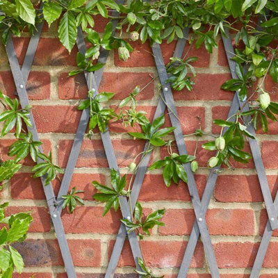 Marco Paul Slate Grey 1.8Mx0.6M Heavy Duty Plant Support Wooden Expanding Trellis from B&Q