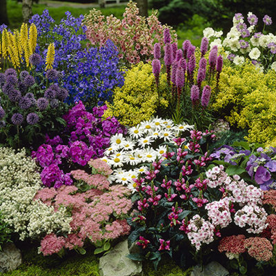You Garden Yougarden Pack Of 12 Mixed Winter Hardy Perennial Plants In 9Cm PotsGarden Ready Autumn Bedding Plants In 9Cm Pots from B&Q