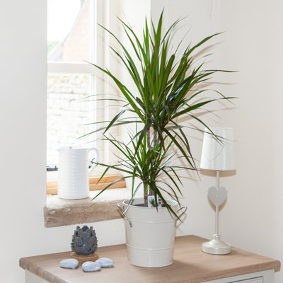 Yougarden Dracaena Marginata 2 Stem30/15Cm Tall In 17Cm PotEstablished Houseplant To Display Straight AwayEasy To Grow from B&Q