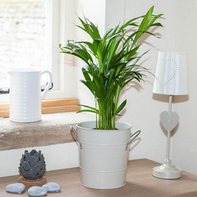 Yougarden Areca Palm (Butterfly Palm), Indoor House Plant, Easy To Care For, 50-60Cm Tall, 14Cm Pot