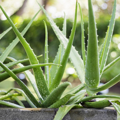 Yougarden Aloe Vera In A 14Cm Pot - Image 7