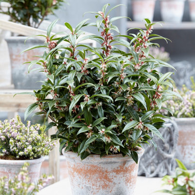B&Q -  Sarcococca Hookeriana 'winter Gem' Plant In 15Cm Pot Hardy Evergreen