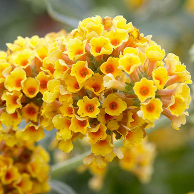 You Garden Buddleia 'sungold' In A 2L Pot from B&Q