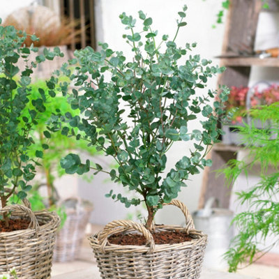 You Garden Pair Of Evergreen Dwarf  Eucalyptus Gunnii 'azura' Plants from B&Q