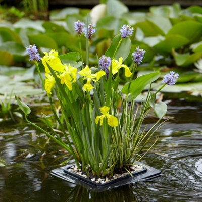 Yougarden Floating Pond Plant Raft With 3 Marginal Pond Plants Soil And Gravel Easy Kit from B&Q