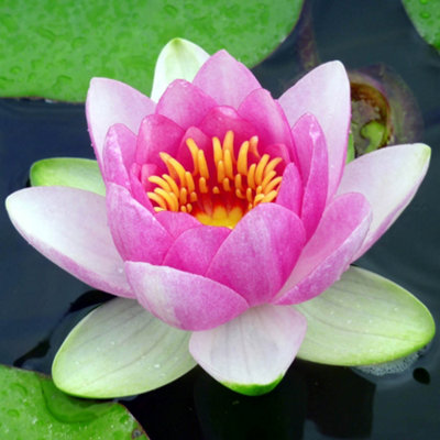 Yougarden Water Lily Planting KitPink Nymphaea Carnea from B&Q