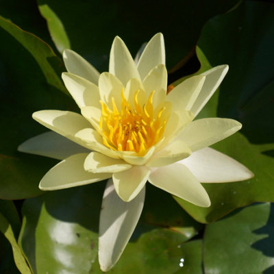 Yougarden Water Lily Planting KitYellow Nymphaea ChromotellaReady To UseGift Solution from B&Q