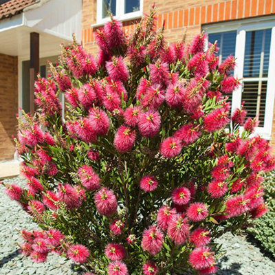You Garden Yougarden Callistemon Bottlebrush Plant (Approximately 30Cm Incl. Pot). Bottle Brush Plant Shrub. Perfect As Patio Plants from B&Q