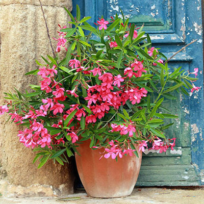 You Garden Yougarden Premium Oleander Pink 'emilie' Bush In 15Cm PotYear Round Plant For Gardens And PotsContainers And Patios from B&Q