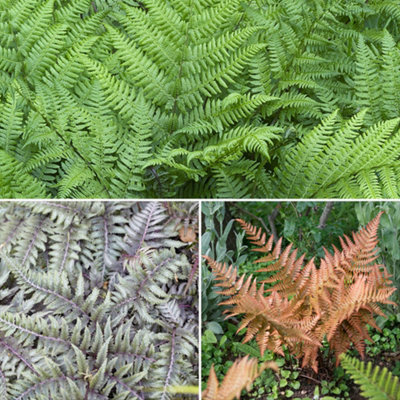 You Garden Yougarden Colourful Hardy Fern CollectionSet Of Three Established Plants In 9Cm PotsReady To Plant from B&Q