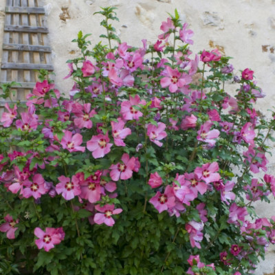 You Garden Hibiscus Woodbridge 3L Pot Award Winning Shrub from B&Q