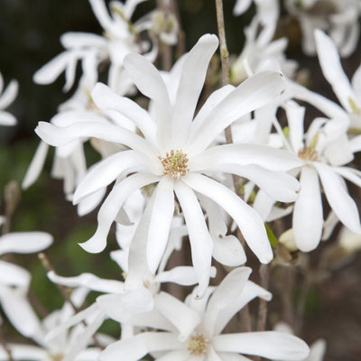 You Garden White Magnolia Stellata Star Magnolia Flowering Shrub In A 9Cm Pot from B&Q