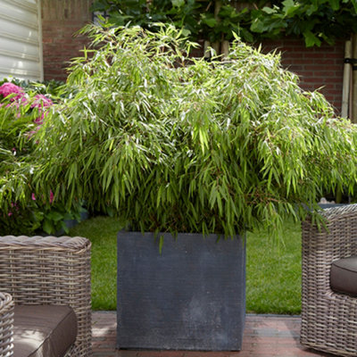 Yougarden Fargesia Rufa 'fountain' Bam1M Tall Plant In A 5L PotEvergreen Clump-Forming Bamboo Plant For Outdoors from B&Q