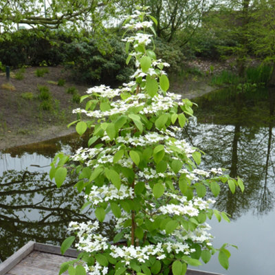 You Garden Viburnum Plicatum Kilimanjaro Sunrise 3L from B&Q