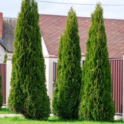 You Garden Thuja Occidentalis 'smaragd' In A 9Cm Pot White Cedar Shrubs For Gardens from B&Q