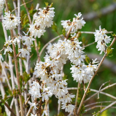 You Garden White Forsythia (Abeliophyllum Distichum) Flowering Tree Shrub In 2L Pot