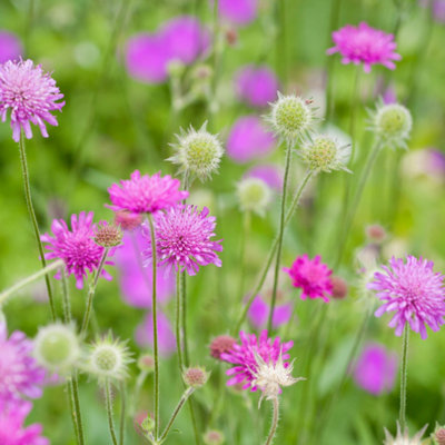 You Garden Yougarden Knautia Macedonica ScabiousMelton PastelsEstablished Plant In 9Cm PotReady To Plant from B&Q