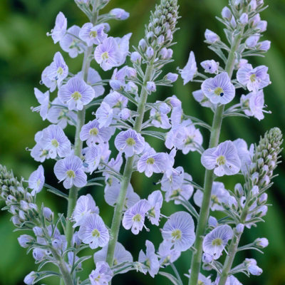 Yougarden Veronica GentianoidesSet Of Three Established Plants In 9Cm PotsReady To Plant from B&Q