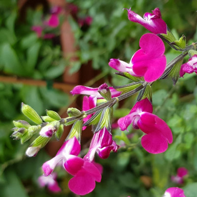 Yougarden You Garden1 X Salvia 'cherry Lips' In A 9Cm PotDrought Tolerant Herbaceous Perennial Plant For GardensPerfect In Pots On from B&Q