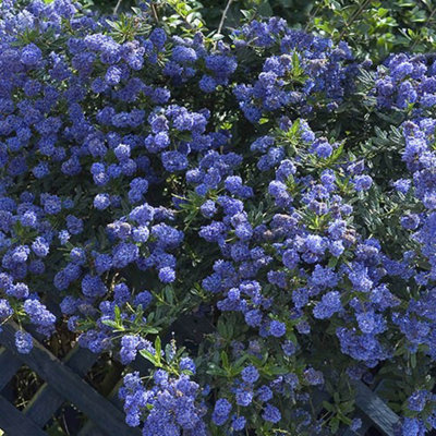 Yougarden Lilac Californian Ceanothus Thyrsiflorus Var. Repens In Pot, Garden Ready Tree 2L