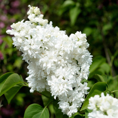 B&Q -  French Lilac Syringa Vulgaris Madame Lemoine In A 17Cm Pot