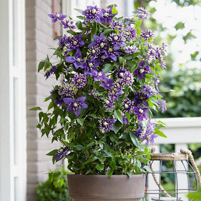 B&Q -  Clematis Taiga Climbing Plant With Unique Flower In 9Cm Pot