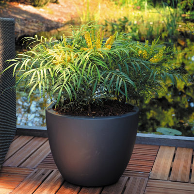 B&Q -  Mahonia Eurybracteata 'soft Caress' In A 19Cm Pot