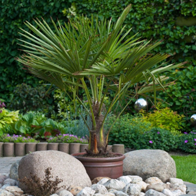 You Garden YougardenTrachycarpus Fortunei Chusan Palm 60-80Cm (Inc Pot) With Trunk from B&Q
