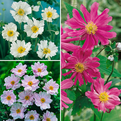 B&Q -  Yougarden Hardy Japanese Anemone CollectionSet Of 3 Established Plants9Cm PotsLong-FloweringPollinator-Friendly