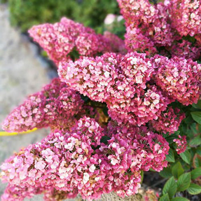 You Garden Hydrangea Paniculata Sundae Fraise In A 9Cm Pot from B&Q