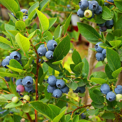 You Garden Yougarden Berry 'Ozark ', For Late Season Berry Crops, Established Plant In 9Cm Pot, Ready To Plant For Grow Your Own Blue