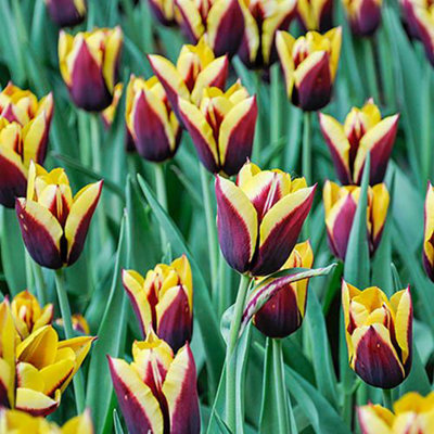 You Garden Tulip Gavota, Pack Of 18 Bulbs, Early Spring Flowering Bulbs