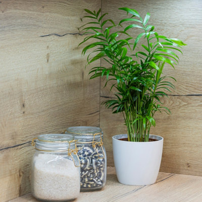 You Garden Chamaedorea Elegans 'parlour Palm' In A 12Cm PotIndoor Plants For HomesPotted House Plants For Air PurifyingSupplied As A from B&Q
