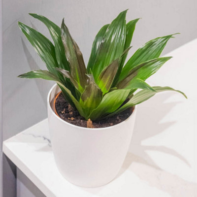 Yougarden Dracaena Fragrans Compacta HouseplantEstablished Plant In 12Cm PotReady To Plant And Display from B&Q