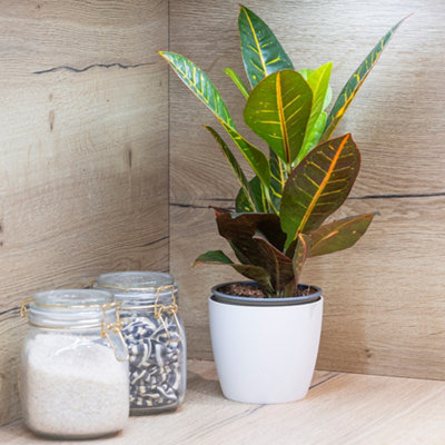 B&Q -  Codiaeum 'sunny Star'Croton Plant In 12Cm PotGarden Ready PlantReady To Grow And Display - Image 3
