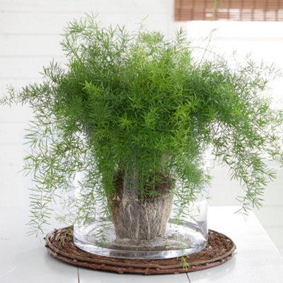 Yougarden Asparagus SprengeriEstablished Houseplant In 12Cm PotReady To Display from B&Q