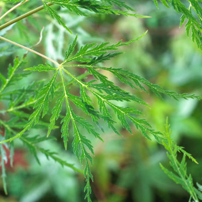 You Garden Yougarden Acer Palmatum 'butterfly'Established Plant In 10.5Cm PotReady To Plant from B&Q