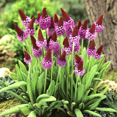 You Garden Primula Vialii In A 9Cm Pot (Red Hot Poker Primrose) from B&Q
