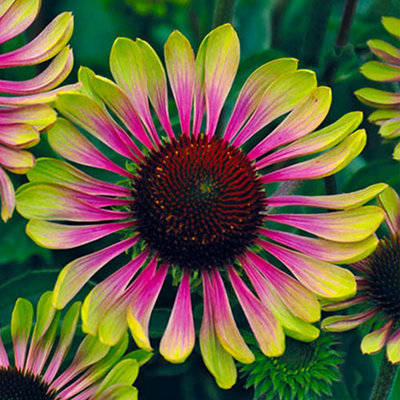 You Garden Echinacea Green Twister In A 9Cm Pot (Pack Of 3) from B&Q