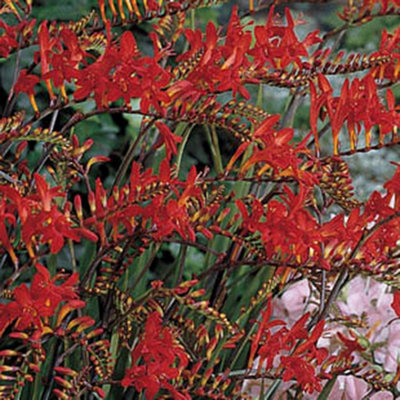 You Garden Yougarden CrocosmiaMontbretiaRed 10 Corms from B&Q