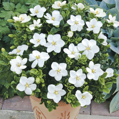 Yougarden Winter Hardy Gardenia 'kleim's Hardy' Established In 9Cm Pots (Pack Of 3)
