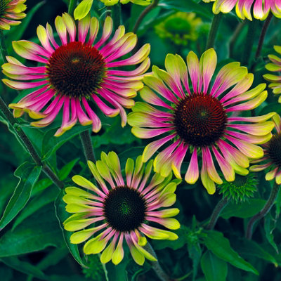 You Garden Echinacea 'green Twister' In A 9Cm Pot from B&Q