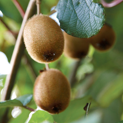 You Garden Yougarden Kiwi Fruit PlantActinidia Deliciosa 'jenny'Established Plant In 9Cm PotReady For Your Garden from B&Q