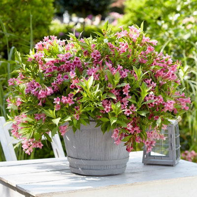 B&Q -  Weigela Picobella Rosa 8/9Cm Pink Shrub