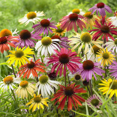 You Garden Echinacea Cheyenne Spirit Jumbo Plug X 6 from B&Q