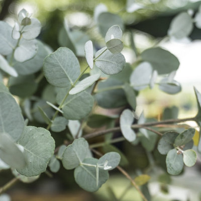 Yougarden Eucalyptus Gunnii Bush1 X 19Cm PotHardy Evergreen ShrubBlue Grey FoliageFragrantReady To Plant from B&Q